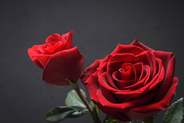 Background for Valentine's Day greeting card.Valentines day concept.Red, beautiful blooming rose. Close up - Foto, afbeelding