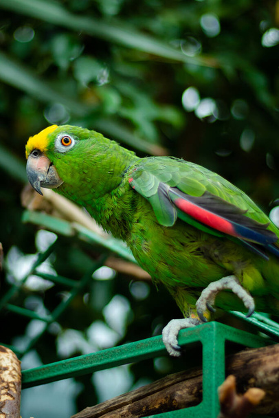 Um foco seletivo vertical close-up de um pássaro papagaio pousando no galho da árvore - Foto, Imagem