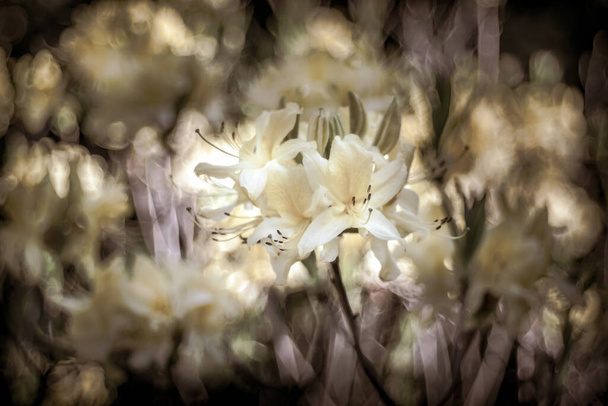 A beautiful shot of white flowers in a bouquet - Foto, Imagen