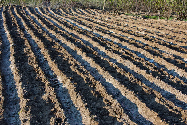 Plantación manual de patatas.Plantación de patatas en camas espolvoreadas con ceniza y fertilizante. - Foto, Imagen