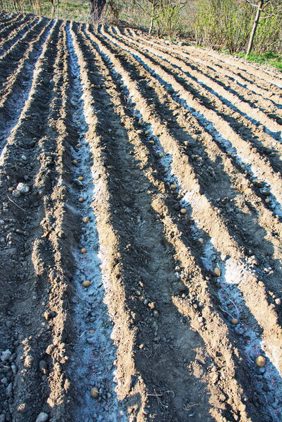 Manual planting of potatoes.Planting potatoes on beds sprinkled with ash and fertilizer. - Photo, Image