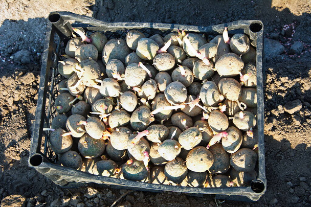 Piantagione manuale di patate Piantare patate su letti cosparsi di cenere e fertilizzante. - Foto, immagini