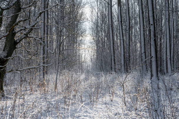 Запалена фотографія лісового галявини, вкритого снігом, - холодний зимовий день. Фото з Еслова (Швеція). - Фото, зображення