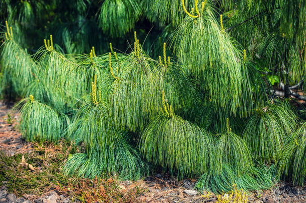 Young shoots of pine cones, the foliage of pine tree Bhutan pine (Himalayan pine, Pinus wallichiana) - Foto, Bild