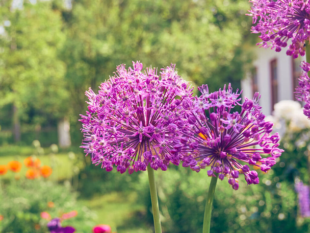 Blooming purple flowers of onion in garden. - Photo, Image