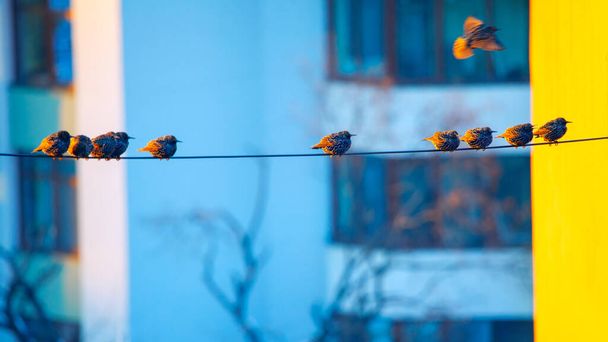 Pájaros en el cable de la ciudad. Starlings de la ciudad - Foto, imagen