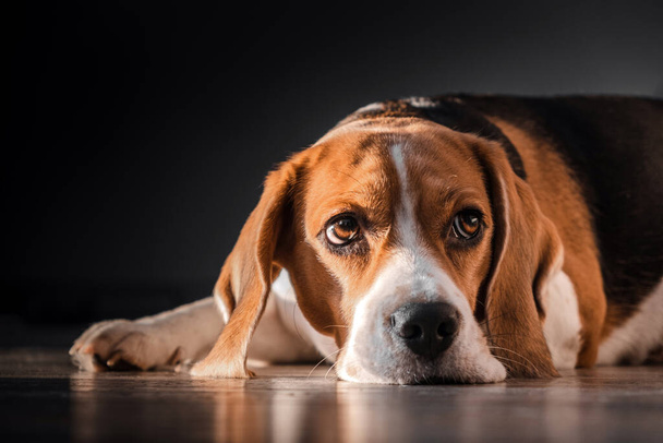 beagle dog lies on the floor in the house, muzzle on the floor, sad, bored look - Photo, Image
