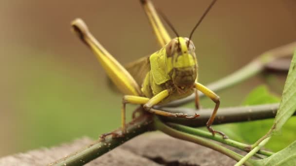 Großaufnahme der Javanischen Heuschrecke, Valanga nigricornis, an einer Pflanze - Filmmaterial, Video
