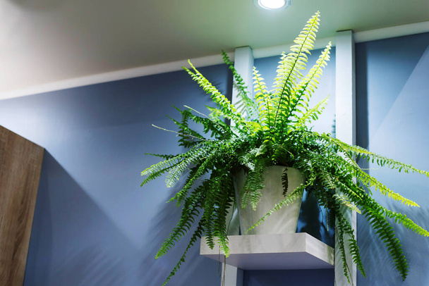 Eine Plastikpflanze steht in einem Topf auf einem weißen Regal im Büro. Dekoration der Räumlichkeiten mit Grünflächen - Foto, Bild
