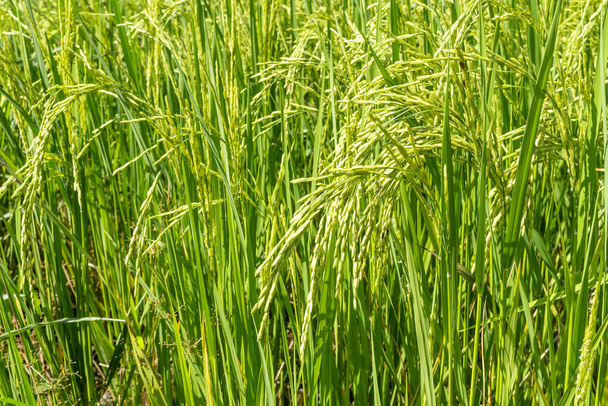 Graines de riz fermées dans les rizières - Photo, image