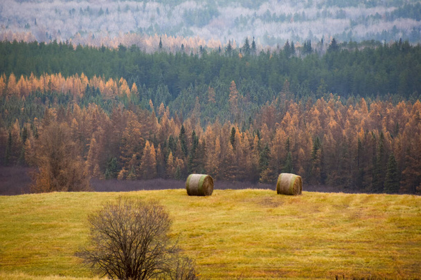 paisaje de otoño con fardos de heno  - Foto, imagen