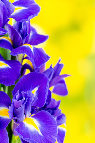 Iris flower on the yellow background. - Foto, afbeelding