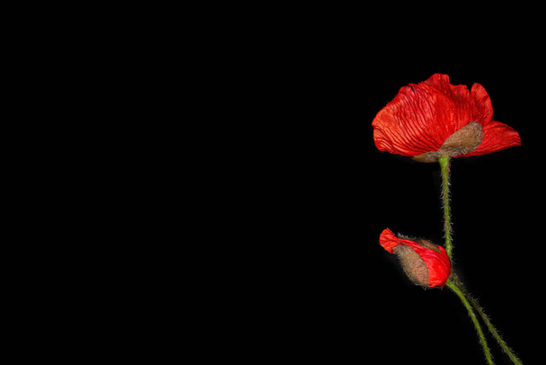 Flowers of scarlet poppies on a black background - Photo, Image