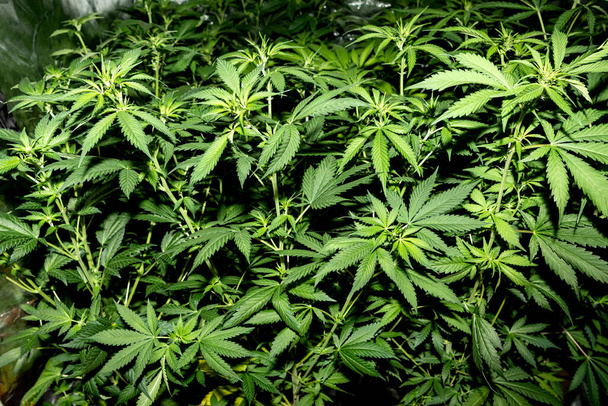 Verschillende medicinale marihuana planten in een speciale kweekkast. - Foto, afbeelding