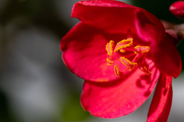 Jatropha integerrima, comunemente noto come peregrina o jatropha piccante un vibrante fiore rosso che mostra il polline molto da vicino macro fotografia al sole. - Foto, immagini