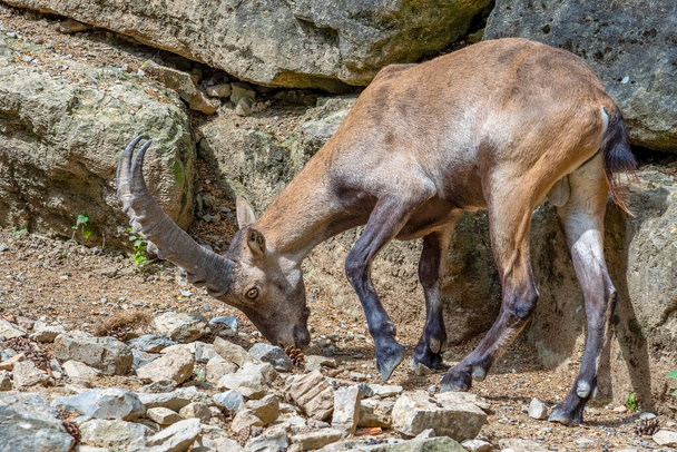 ibex on a rock formation at summer time - Photo, Image