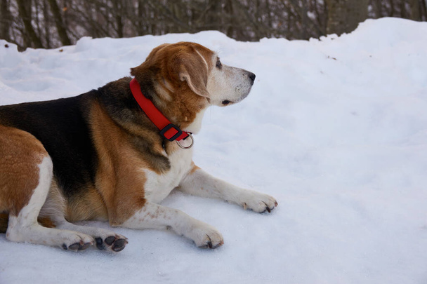 γέρικο και χοντρό σκυλί beagle, με κόκκινο γιακά, ξαπλωμένο στο χιόνι, αισθάνεται την παρουσία ενός άγριου ζώου                                - Φωτογραφία, εικόνα