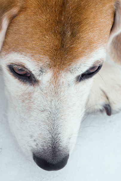 primo piano del muso vecchio e pensoso cane beagle sulla neve                                      - Foto, immagini