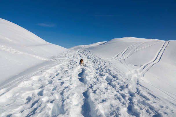 szczęśliwy pies biegnący przez śnieżną drogę, w piękny słoneczny zimowy dzień                             - Zdjęcie, obraz
