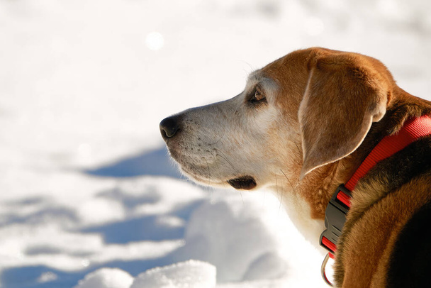 Porträt eines alten Beagle-Hundes mit rotem Halsband im Schnee          - Foto, Bild