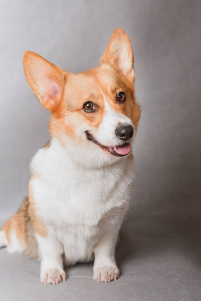 Photo of welsh corgi pembroke tricolor, red, for exhibition on a gray background. friendly dog, smiling and happy - Foto, immagini