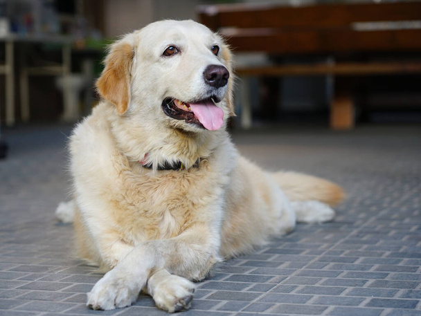 Φιλικό νεαρό σκυλί Golden Retriever κατοικίδιο σπίτι, Εξαπλώστε τη γλώσσα και σταυρωτά πόδια για να απολαύσετε χαλαρωτικές στιγμές - Φωτογραφία, εικόνα