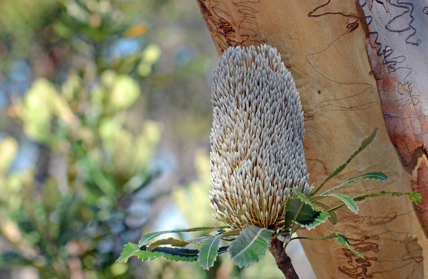 Австралийский коренной старец Банксия цветочная голова, Banksia serrata, с Scribbly Gum, Eucalyptus гемастома, в фоновом режиме, в Сиднее лесах, NSW, Австралия - Фото, изображение