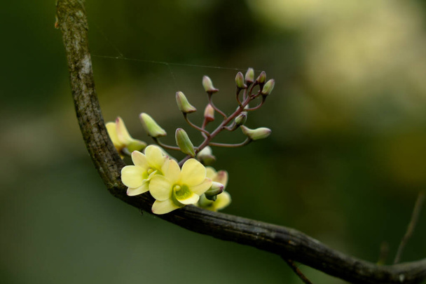 Light yellow color wild orchid  flowers  on a gooseberry tree, selective focus - Photo, Image