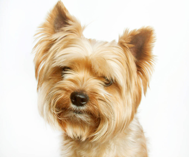 Yorkshire terrier looking at the camera, a portrait of a dog on a white background, a fluffy animal, a pet. - Photo, Image