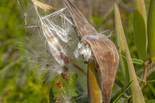 Asclepias es un género de plantas herbáceas, perennes, con flores conocidas como Milkweeds., - Foto, imagen