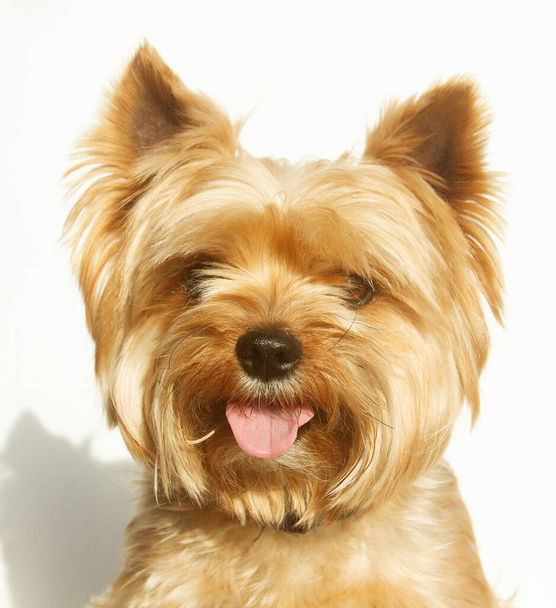 Yorkshire terrier mirando a la cámara, un retrato de un perro sobre un fondo blanco, un animal esponjoso, una mascota. - Foto, Imagen