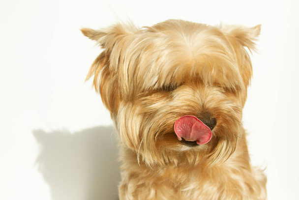 Yorkshire terrier mirando a la cámara, un retrato de un perro sobre un fondo blanco, un animal esponjoso, una mascota. - Foto, Imagen