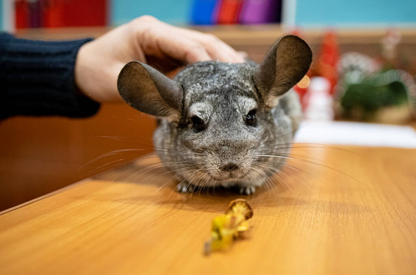 Hand Holds A Chinchilla Puppy At Home - Photo, Image