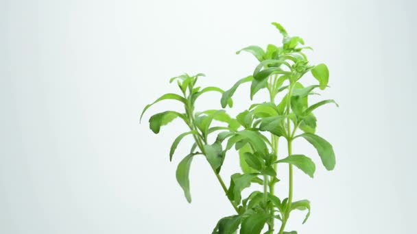 Stevia rebaudiana o apoio herbal
 - Filmagem, Vídeo