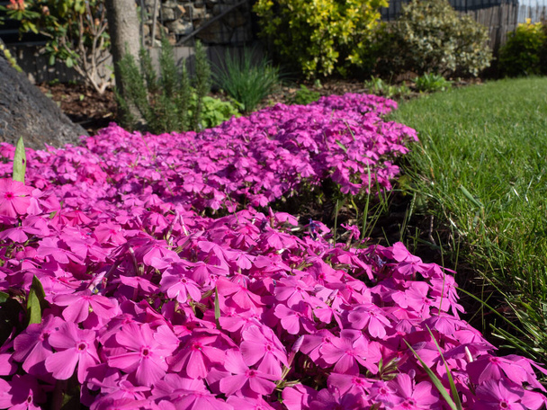 Field of small magenta flowers, moss phlox in the garden. - Photo, Image