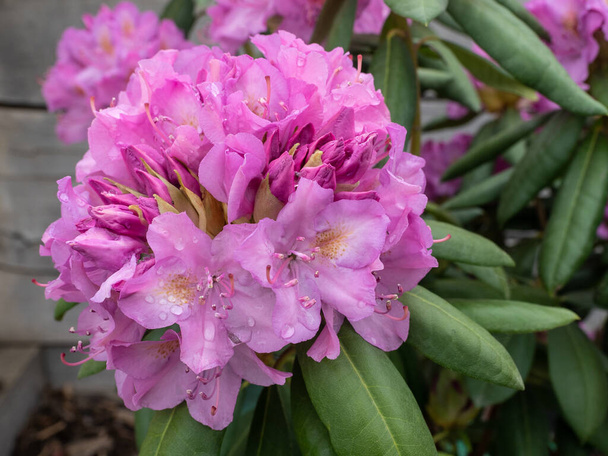 Pink Rhododendron flower blooming in the garden. Close up. - Photo, Image