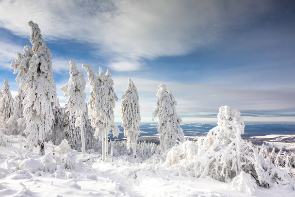Δάσος ελάτης το χειμώνα στο οροπέδιο Feldberg, Taunus, Έσση, Γερμανία - Φωτογραφία, εικόνα