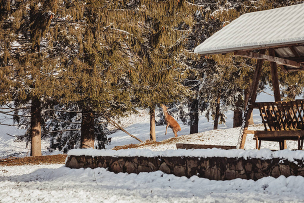 Ciervos machos, y varios ciervos en el maravilloso paisaje invernal, llegaron a la zona donde el silvicultor los alimenta. - Foto, imagen
