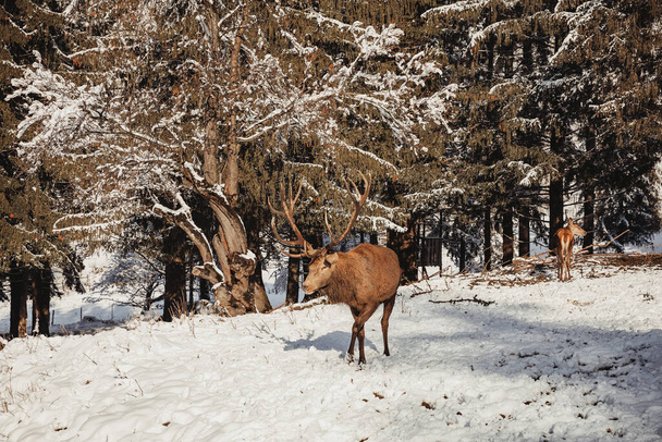 冬の雪の森の中の高貴な鹿の男性野生での生活 - 写真・画像