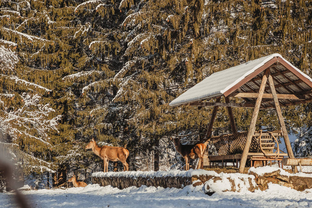 Samec jelena a několik jelenů v nádherné zimní krajině, přišli do oblasti, kde je lesník krmí - Fotografie, Obrázek