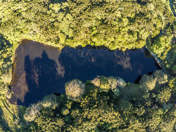 ブラジルのリオグランデ・ド・スル州、サンフランシスコ・デ・ポーラ湖周辺のアラウカリアの森 - 写真・画像
