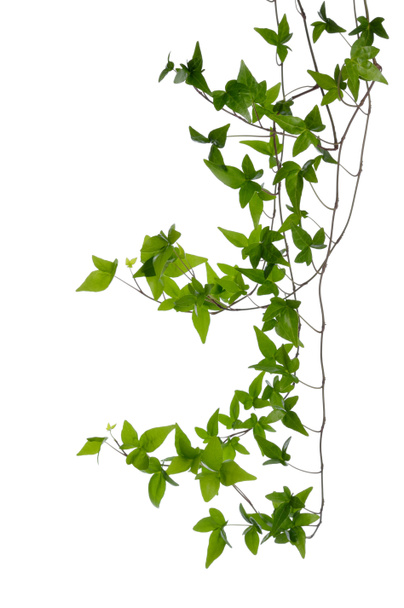 Few Ivy stems isolated over white. - Photo, Image