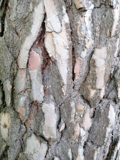 Zblízka barevné staré dřevo s mechem texturovaným vzorem - Fotografie, Obrázek