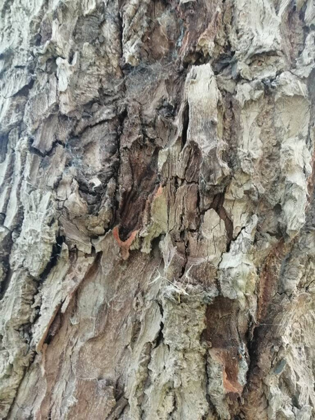 Közelkép a színes öreg fa moha texturált minta - Fotó, kép