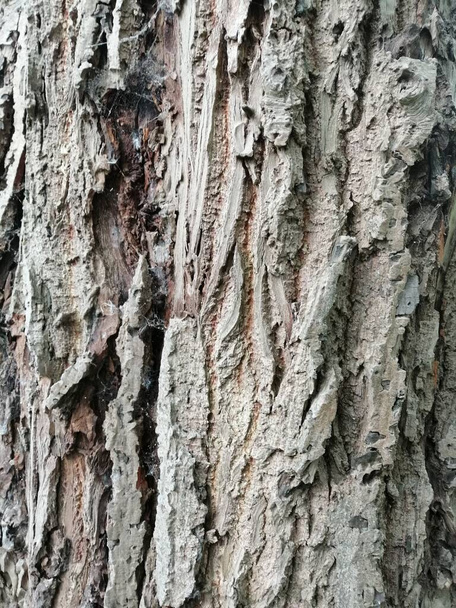 Közelkép a színes öreg fa moha texturált minta - Fotó, kép