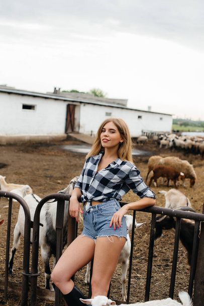 A young pretty girl poses on a ranch with goats and other animals. Agriculture, livestock breeding - Zdjęcie, obraz