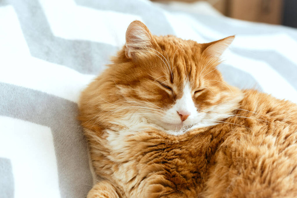 Lindo gato jengibre acostado en la cama. La mascota esponjosa está durmiendo. El gatito callejero duerme en la cama la primera vez en su vida. Acogedor fondo del hogar, hora de acostarse por la mañana. - Foto, imagen