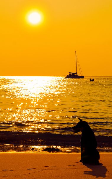Dog on beach looking sunset - Photo, Image