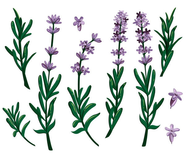 lavender flowers. Vector graphics. eps - Vetor, Imagem