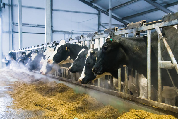 Mucche in fattoria in inverno. Vacche da latte. Cowshed - Foto, immagini